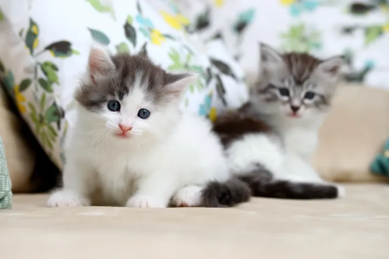 Zwei Katzenbabys